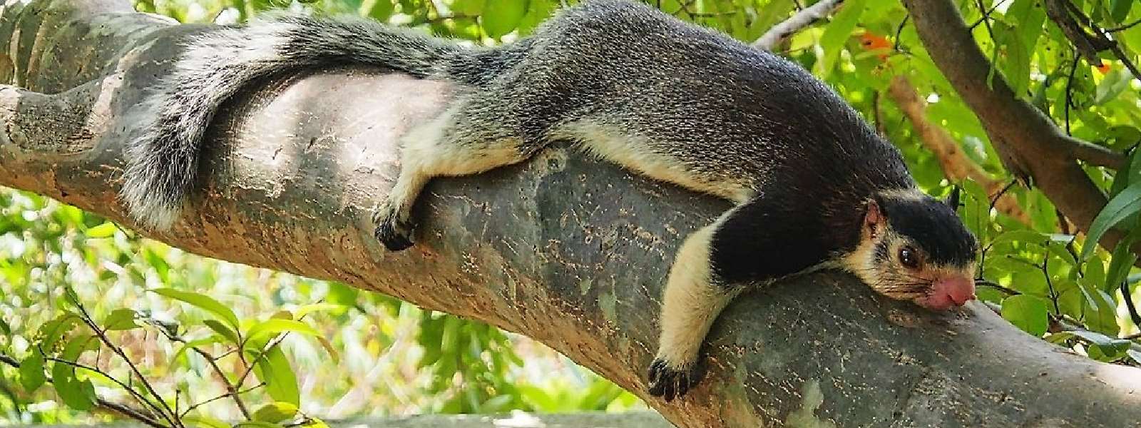 Sri Lanka to delist Grizzled Giant Squirrel as National Animal?